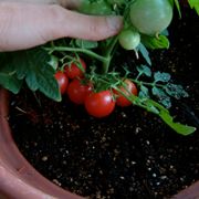 pomodori sul balcone