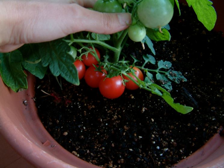 pomodori sul balcone