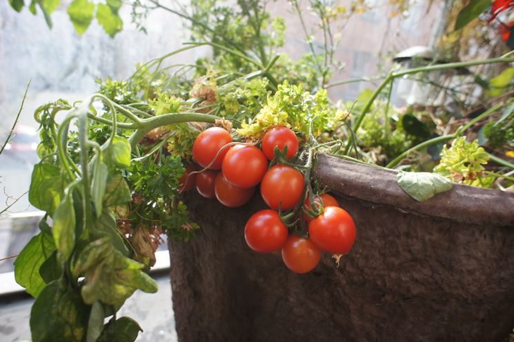 pomodori sul balcone