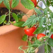 Pomodori sul terrazzo