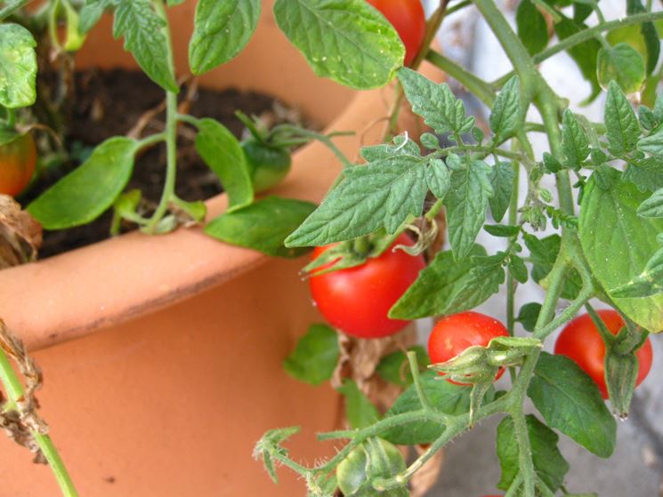 Pomodori sul terrazzo