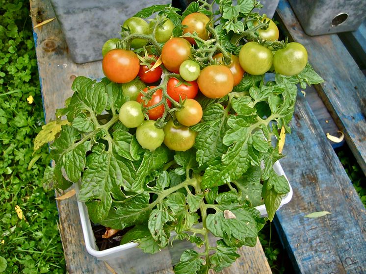 Pomodori in vaso