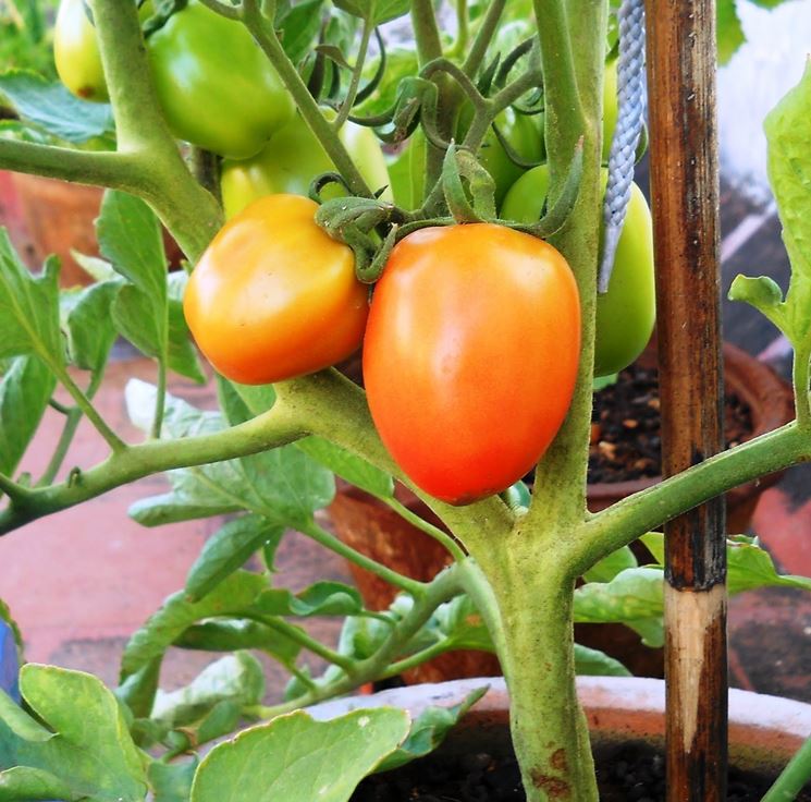 coltivare pomodori sul terrazzo