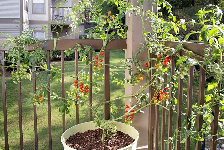 pomodori ciliegini in vaso