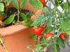 Pomodori sul terrazzo