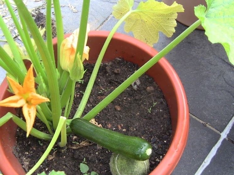 semina zucchine sul balcone