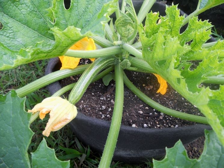 zucchine sul balcone