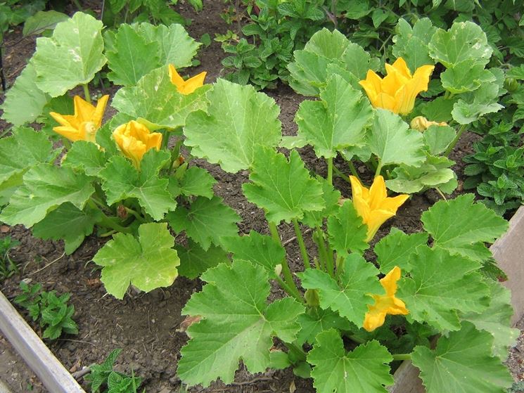 zucchine sul balcone