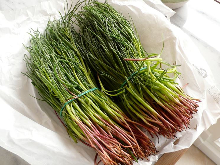 Agretti