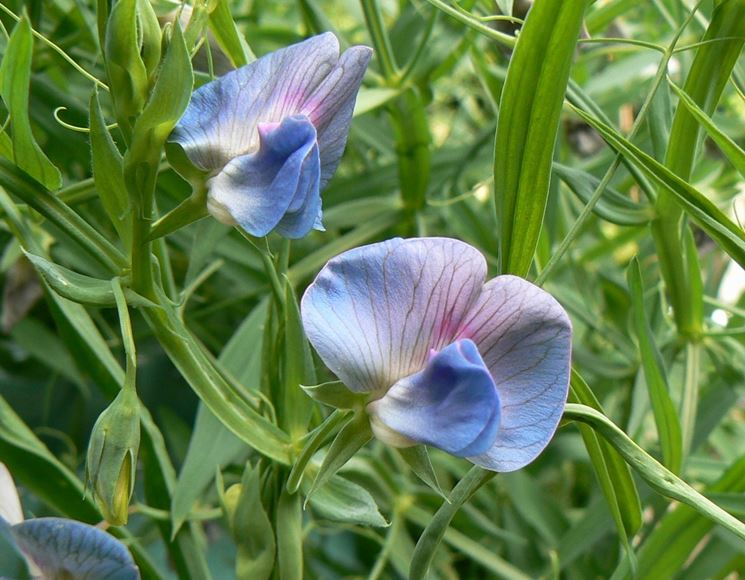 Fiori cicerchia