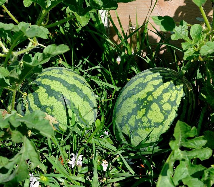 http://incucinadacetty.altervista.org/wp-content/uploads/2013/07/Gelo-di-melone.jpg