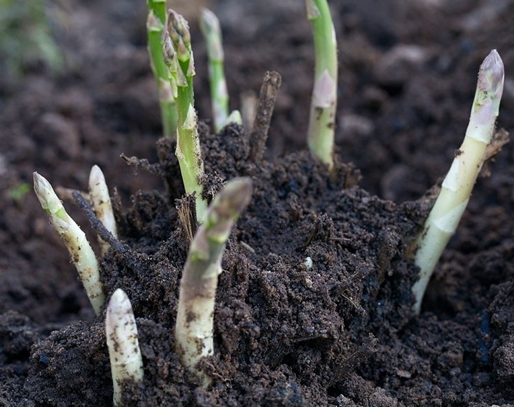 coltivare asparagi