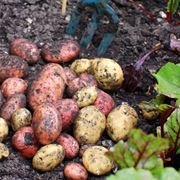 Raccolta delle patate