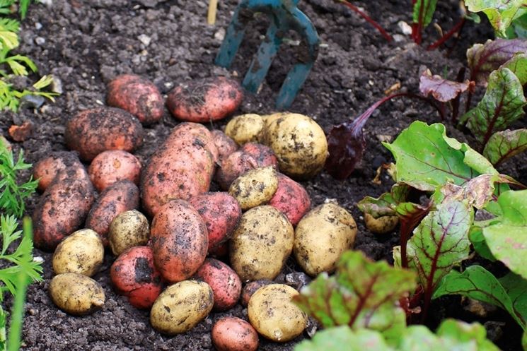 Raccolta delle patate