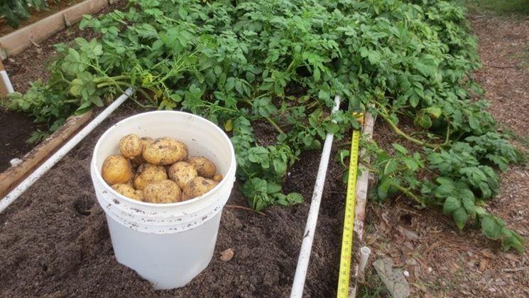 Raccolta delle patate