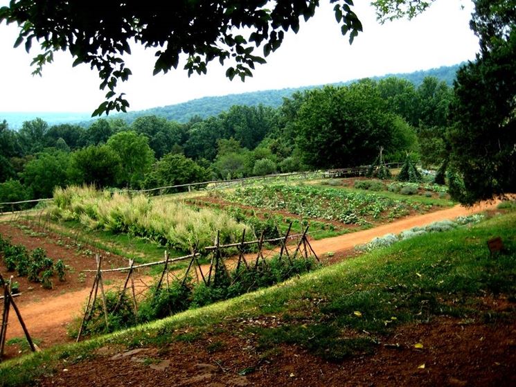 Giardino adibito ad orto