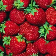 fragole rampicanti