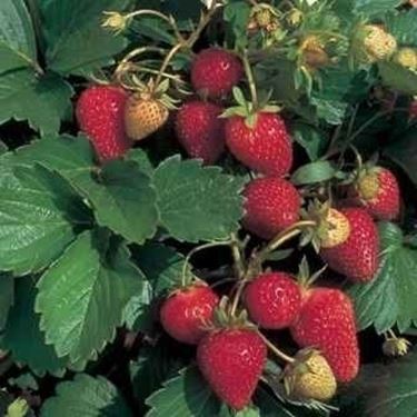 fragole rampicanti