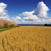 Campo grano