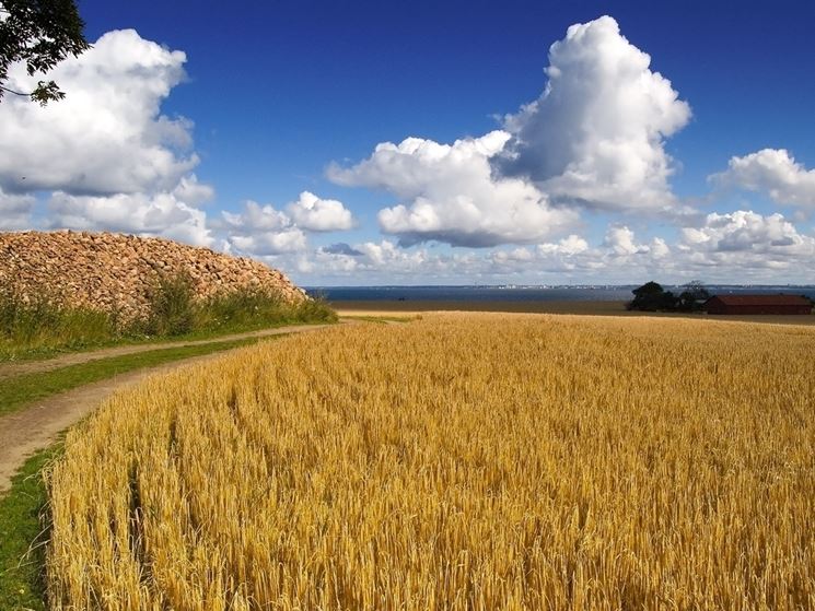 Campo grano