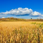 campo di grano