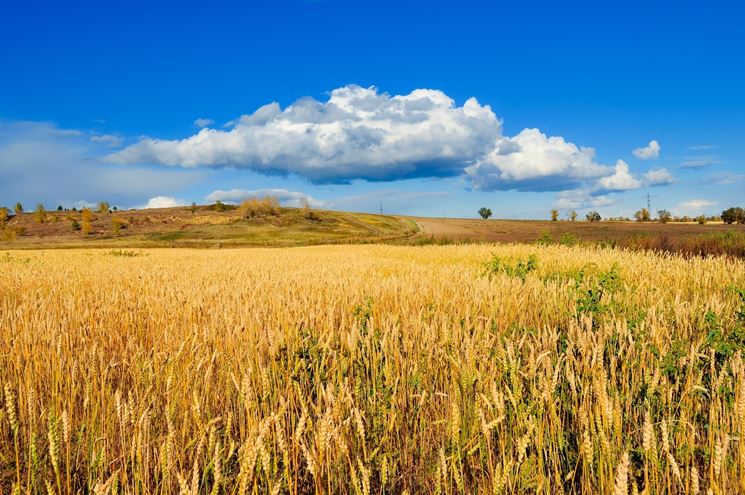 campo di grano