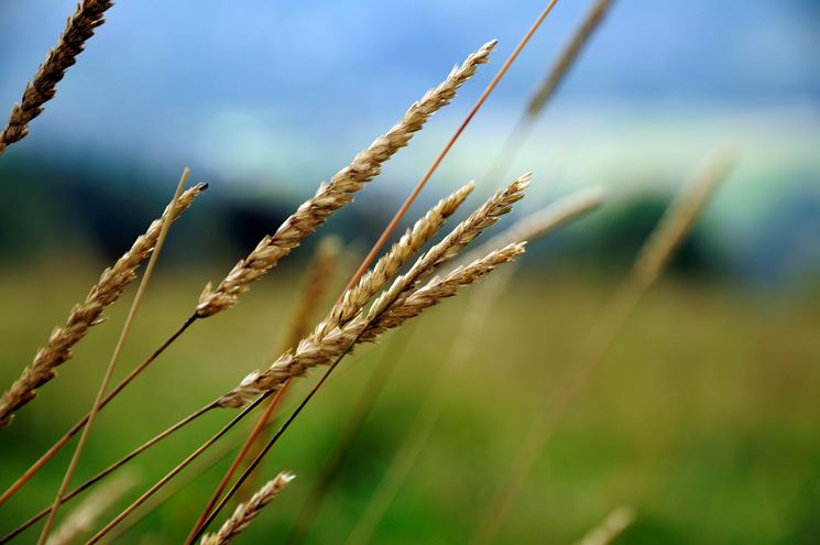 lo spirito del grano