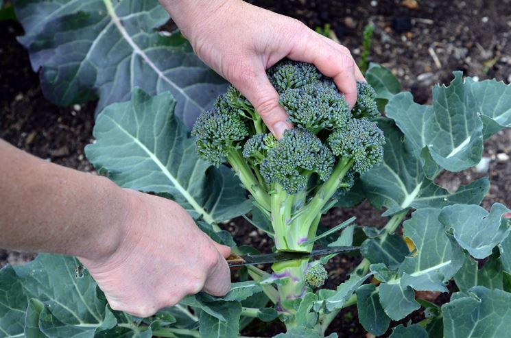 raccolta broccoli