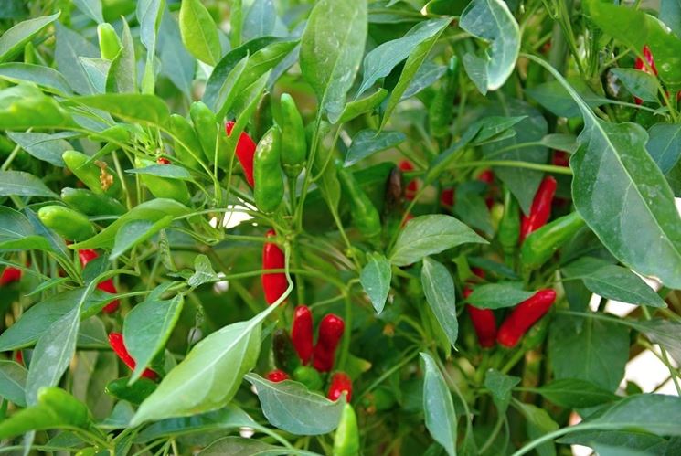 Peperoncino di Soverato