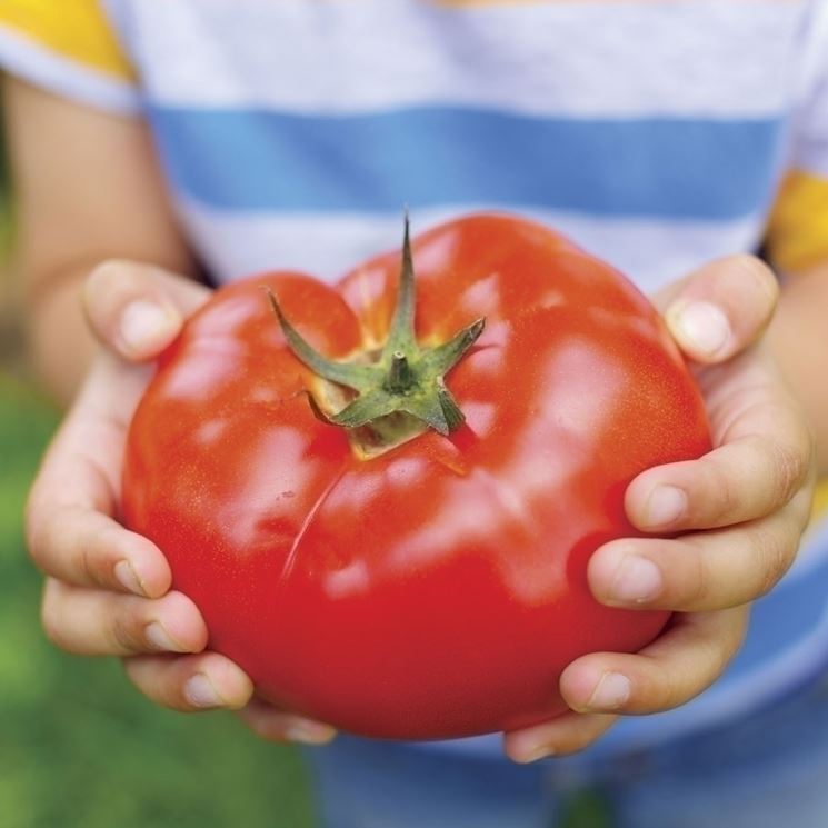 pomodoro chilo