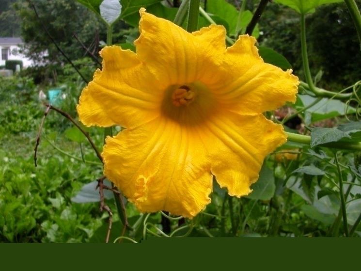 Fiore di zucca