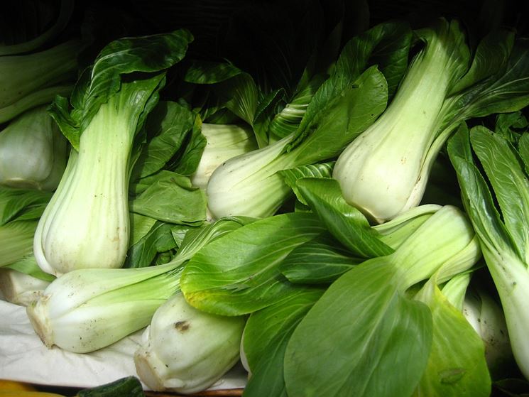 Pak choi