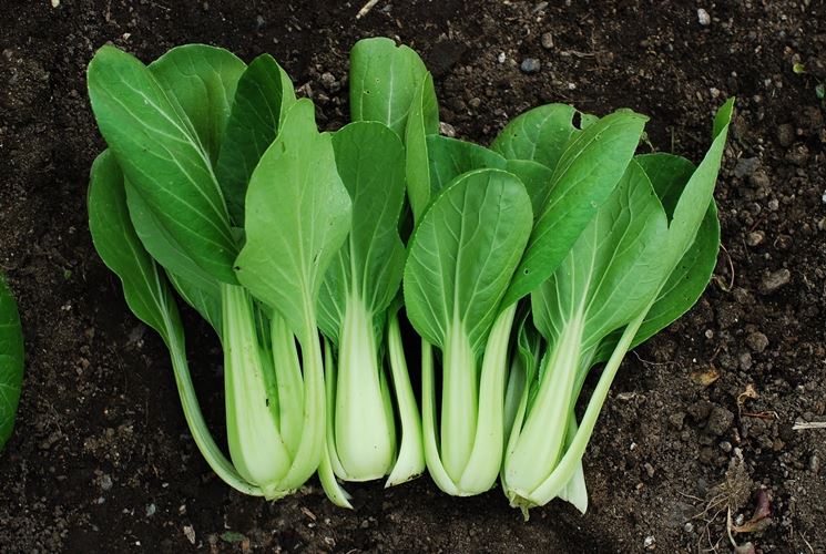 pak choi