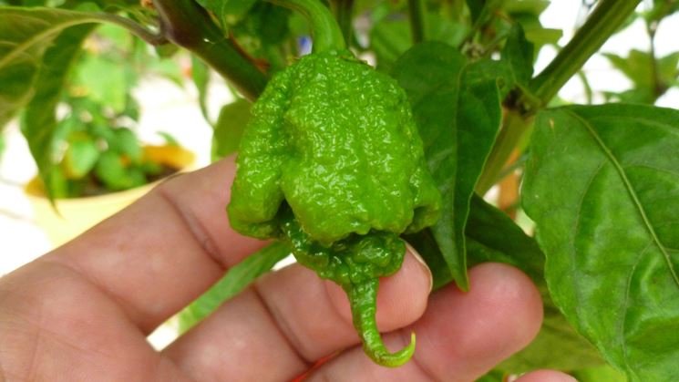 frutti carolina reaper<p />