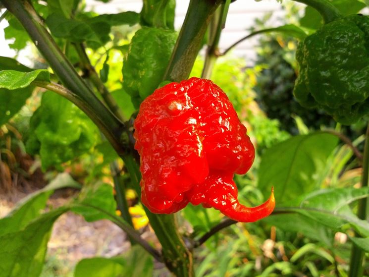 pianta di carolina reaper