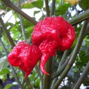 peperoncino carolina reaper