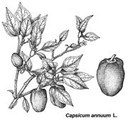 Disegno botanico del Capsicum Annuum, cui appartiene il peperoncino jalapeno