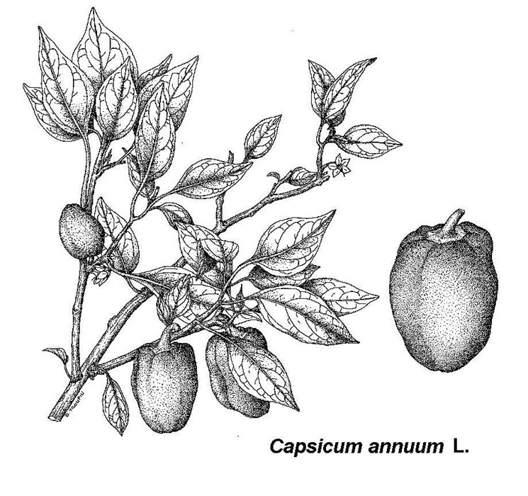 Disegno botanico del Capsicum Annuum, cui appartiene il peperoncino jalapeno