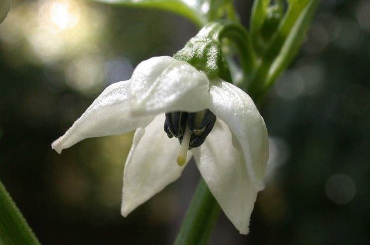 Fiore di jalapeno