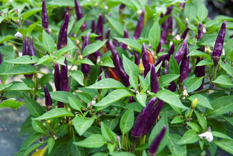 purple jalapeno