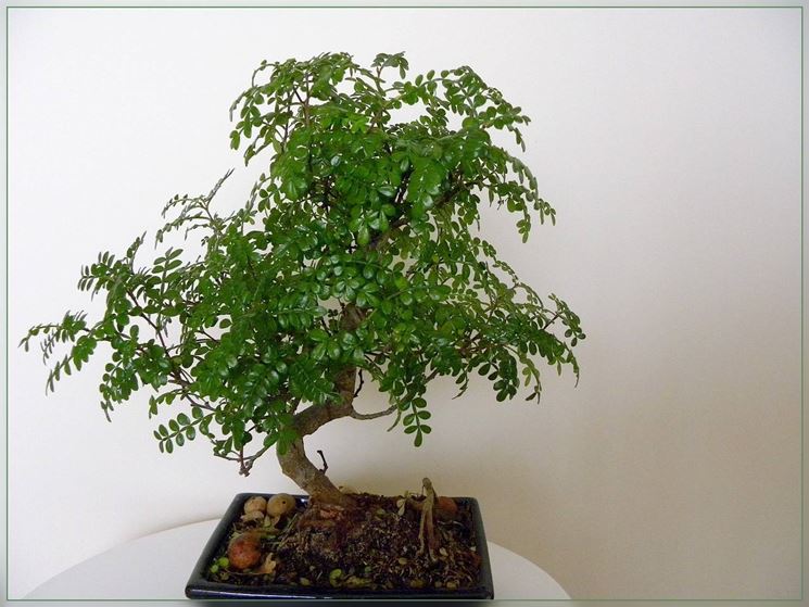 Pianta del pepe bonsai (Operculicaria decaryi)