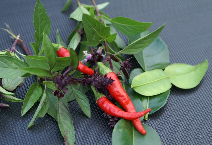 raccolta peperoncino