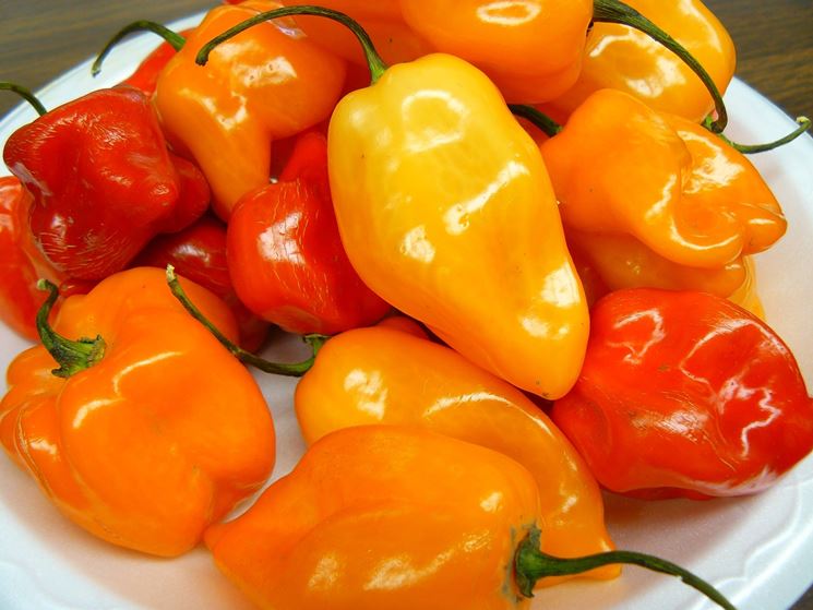 Habanero