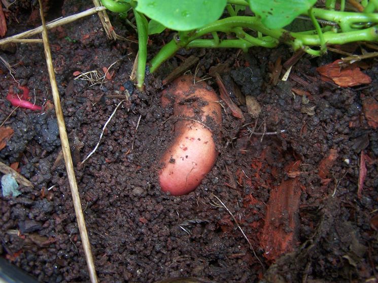 Piantagione di patate