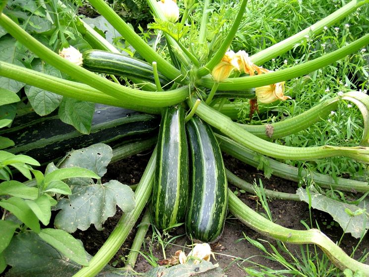 coltivazione zucchine