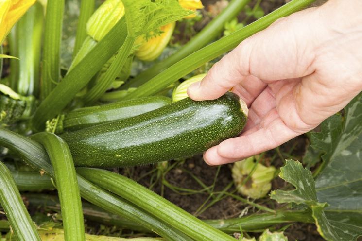 zucchine