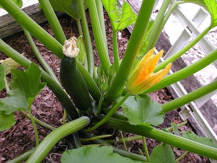 coltivazione zucchine