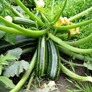 pianta zucchine potatura