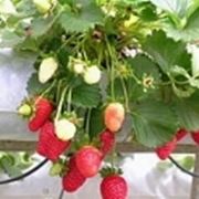 pianta di fragole