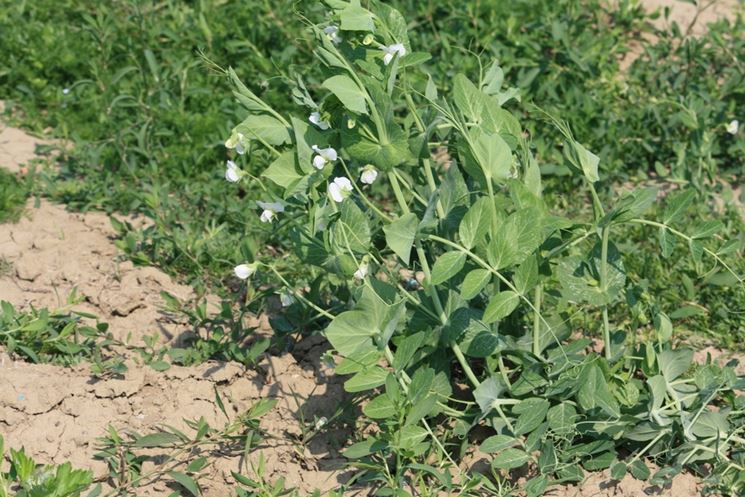 Piata legume fiore